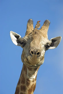 Images Dated 19th February 2006: Giraffe, Giraffa camelopardalis