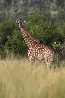 Giraffe (Giraffa camelopardalis)