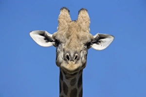 Giraffe (Giraffa camelopardalis)