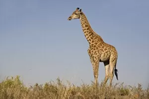 Images Dated 19th January 2000: Giraffe (Giraffa camelopardalis)