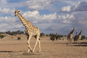 Images Dated 29th November 2008: Giraffe (Giraffa camelopardalis), Kgalagadi Transfrontier Park, Northern Cape