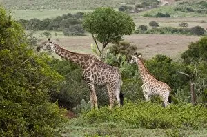 Images Dated 19th April 2010: Giraffe (Giraffa camelopardalis), Kariega Game Reserve, South Africa, Africa