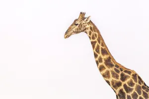 Portrait Prints: Giraffe (Giraffa camelopardalis)
