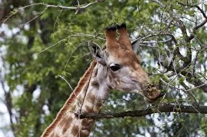 Images Dated 8th November 2010: Giraffe (Giraffa camelopardalis), Kapama Game Reserve, South Africa, Africa
