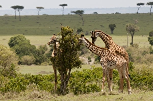 Giraffe (Giraffa camelopardalis), Masai Mara, Kenya, East Africa, Africa