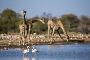 Giraffe (Giraffa camelopardalis), greater flamingoes (Phoenicopterus ruber), Etosha National Park, Namibia, Africa