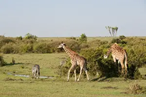 Giraffe (Giraffa camelopardalis) and common zebra (Equus quagga), Masai Mara, Kenya, East Africa, Africa