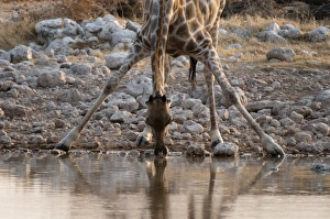 Giraffe (Giraffa camelopardalis) drinking, Etosha National Park, Namibia, Africa