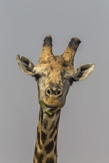 Headshot Prints: Giraffe (Giraffa camelopardalis) feeding, Kruger National Park, South Africa, Africa
