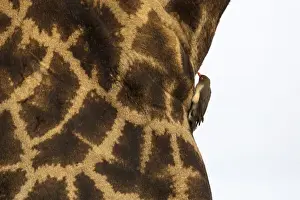 Giraffe (Giraffa camelopardalis) with redbilled oxpecker, Kruger National Park, South Africa