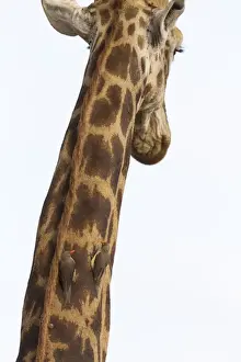 Giraffe (Giraffa camelopardalis) with redbilled oxpeckers (Buphagus erythrorhynchus)