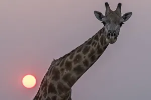 Giraffe (Giraffa camelopardalis) at sunset, Chobe national park, Botswana