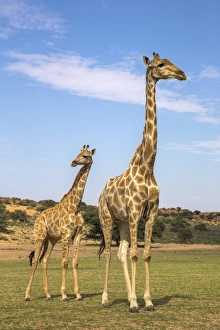 Togetherness Prints: Giraffe (Giraffa camelopardalis) with young, Kgalagadi Transfrontier Park, Northern Cape