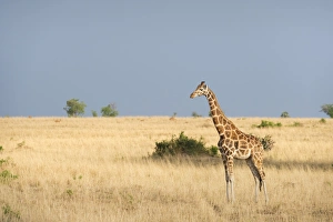 Uganda Prints: Giraffe (Giraffa camelopardis), Uganda, Africa