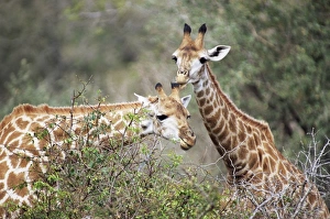 Two Animal Prints: Giraffe (Giraffe camelopardalis)