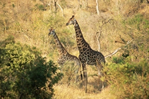Giraffe (Giraffe camelopardalis)