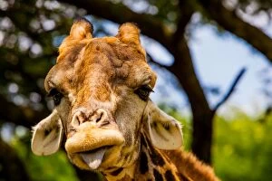 Humor Collection: Giraffe making a funny face, Kruger National Park, Johannesburg, South Africa, Africa