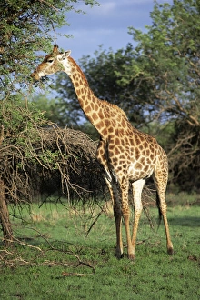 One Animal Only Prints: Giraffe, Mkuzi Game Reserve