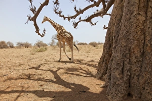 Drought Prints: Giraffe in the park of Koure, 60 km east of Niamey