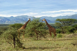 Samburu Prints: Giraffe, Samburu National Reserve