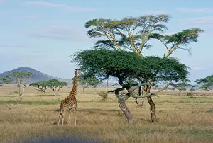 Tanzania Prints: Giraffe, Serengeti National Park, Tanzania, East Africa, Africa