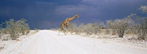Namibian Prints: Giraffe and storm clouds