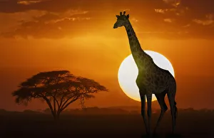 Wild Animals Prints: Giraffe at sunset in Amboseli National Park, Kenya, East Africa, Africa