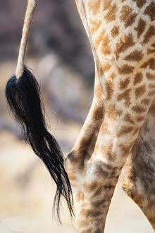 Closeup Shot Prints: Giraffe tail, Hwange National Park, Zimbabwe