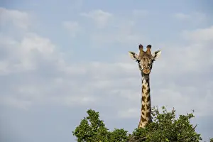 Maasai Mara Prints: Giraffe behind a tree on the Msai Mara, Kenya, East Africa, Africa