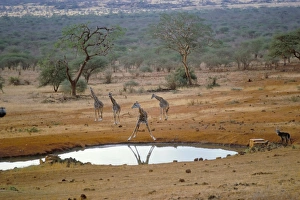 Water Hole Prints: Giraffe, Tsavo West National Park
