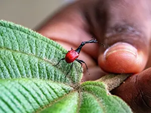 Small Prints: Giraffe weevil climbs on a leaf held by a hand to show its unique shape