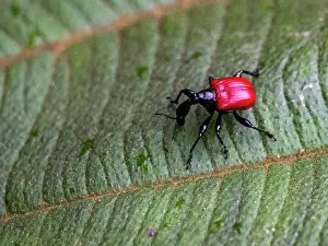 Indigenous Prints: Giraffe weevil crawls on leaf in Madagascar during daytime near rainforest