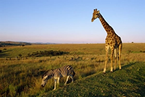 Kruger Prints: Giraffe and zebra