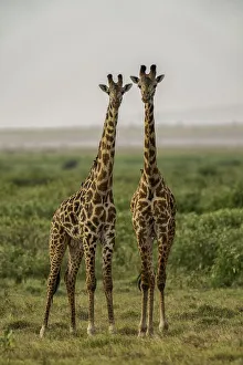 Savanna Prints: Two Giraffes (Giraffa), Amboseli National Park, Kenya, East Africa, Africa
