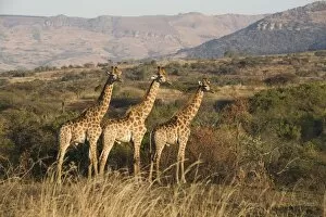 Images Dated 19th January 2000: Giraffes (Giraffa camelopardalis)