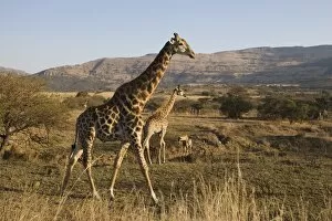 Images Dated 19th January 2000: Giraffes (Giraffa camelopardalis)