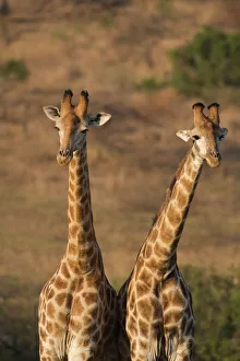 Images Dated 19th January 2000: Giraffes (Giraffa camelopardalis)