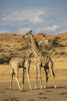 Giraffes (Giraffa camelopardalis), Kgalagadi Transfrontier Park, South Africa, Africa