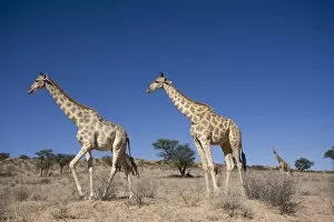 Images Dated 30th November 2008: Giraffes (Giraffa camelopardalis), Kgalagadi Transfrontier Park, Northern Cape