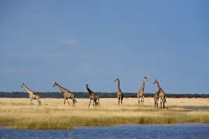 Images Dated 10th May 2009: Giraffes (Giraffa camelopardalis), Etosha National Park, Namibia, Africa