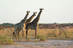 Savanna Prints: Giraffes (Giraffa camelopardalis), Nxai Pan National Park, Botswana, Africa