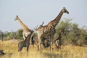 Young Animals Prints: Giraffes (Giraffa camelopardalis) and calves, Okavango Delta, Botswana, Africa
