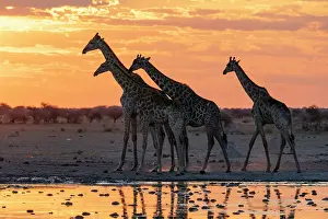 Savanna Prints: Giraffes (Giraffa camelopardalis) at sunset at a waterhole