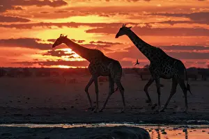 Savanna Prints: Giraffes (Giraffa camelopardalis) at sunset at a waterhole