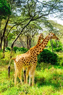 Safari Animal Prints: Giraffes at a local Elephant and Giraffe sanctuary, Kenya, East Africa, Africa