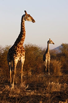 Tall Prints: Giraffes, Madikwe game reserve, Madikwe, South Africa, Africa