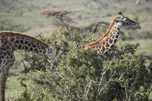 Looking Away Prints: Giraffes, Msai Mara, Kenya, East Africa, Africa