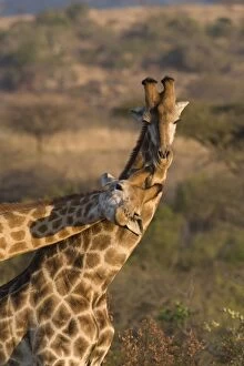 Giraffes necking (Giraffa camelopardalis)