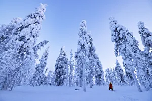 Finland Prints: A girl admires the beauty of the snowy woods during a cold winter day