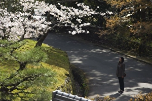Cherry Prints: A girl looking at cherry blossom at Chionin temple